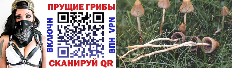 Псилоцибиновые грибы ЛСД  где можно купить наркотик  Ухта 